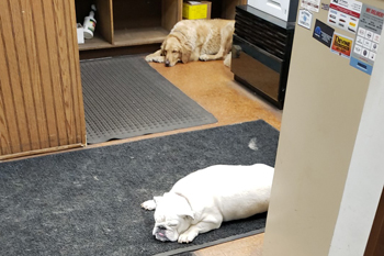 dogs